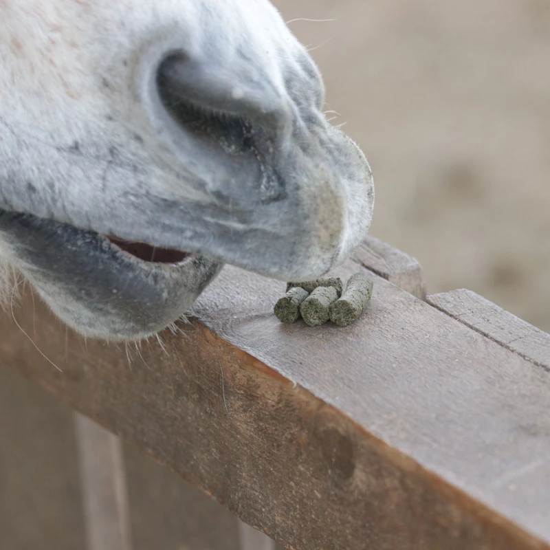 Pferd frisst die Hanf Leckerli