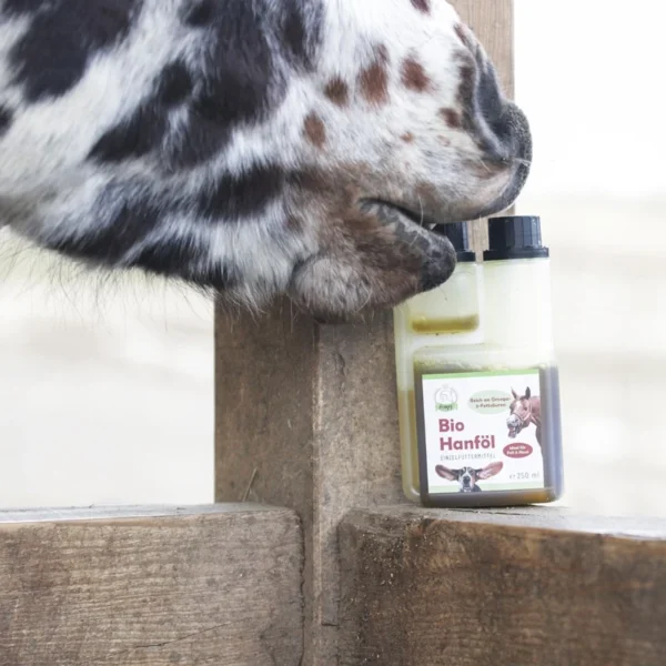 Bio Hanföl für Pferde wird von einem Pferd verkostet