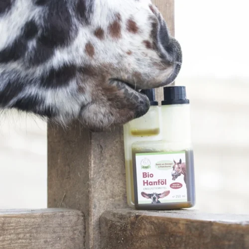 Bio Hanföl für Tiere ein Pferd probiert die Verpackung des Hanföls mit dem Maul zu öffnen