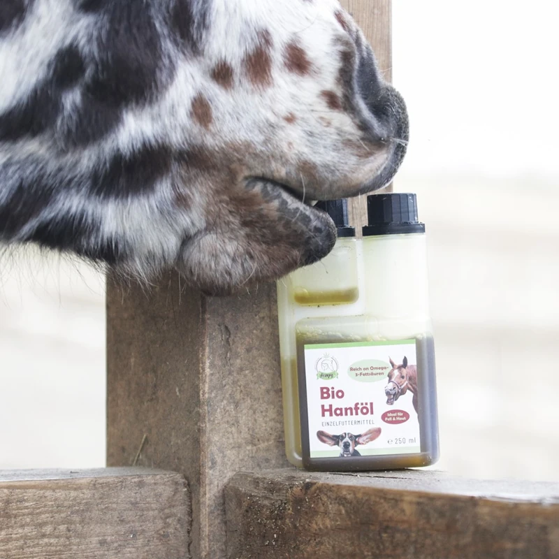 bio-hanfoel-pferde-hempy Bio Hanföl für Tiere ein Pferd probiert die Verpackung des Hanföls mit dem Maul zu öffnen