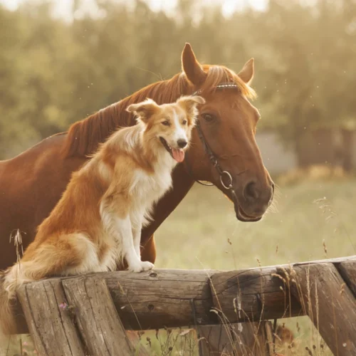 Auf dem Bild ist ein Pferd und ein Hund zu sehen