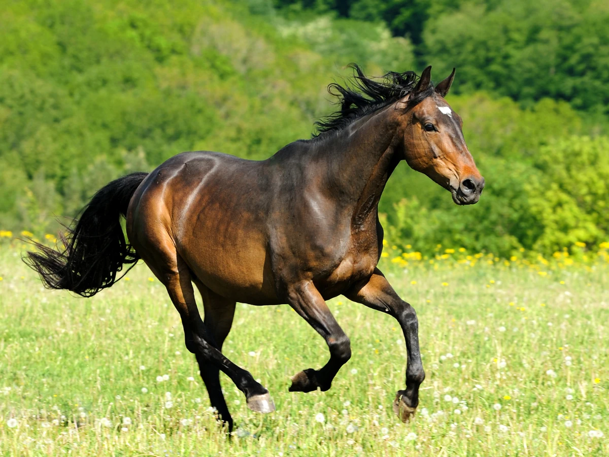 Stoffwechselbooster bei Pferden für eine bessere verdauung bei Pferden mit Hempy