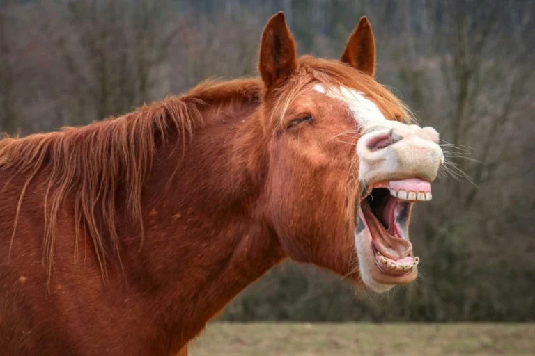 Ein Pferd baut gerade den Stress ab und zeigt die Zähne, Stressabbau bei Pferden mit Futterhanf