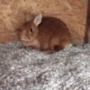 Tiereinstreu Hanfschäben Hasenstall Hase Hempy