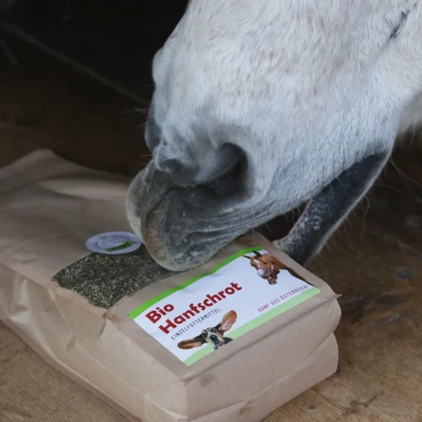 Bio Hanfschrot aus Österreich, Pferd versucht Hanfschrot zu essen