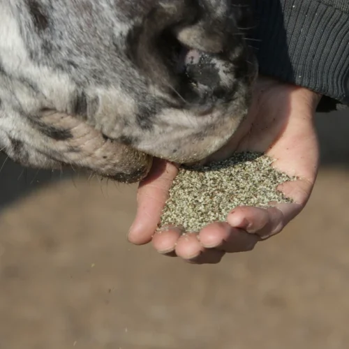 Bio Hanfschrot aus Österreich, Pferd frisst aus der Hand