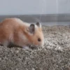 Hanfschäben für den Hamster von Hempy