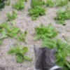 Hanfschäben im Garten gegen Umkraut und Schnecken