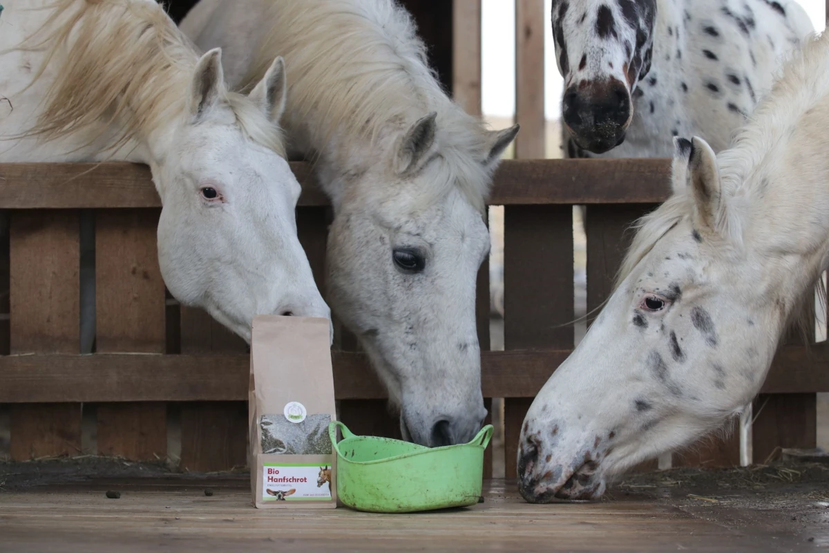 Pferde und Ziegenzuch Pühringer, jahrelange erfahrung mit Hanfprodukten von Hempy