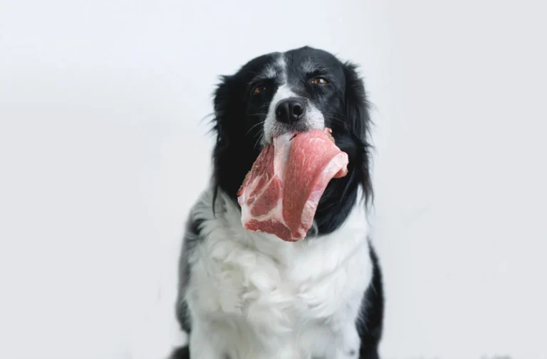 Rohfutter ernährung bei Hunden Barfen gamma linolensäure