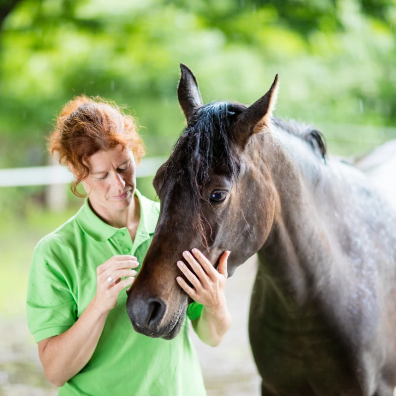 Hanf für Pferde: Erfahrungsberichte enthüllen die positiven Auswirkungen von Hanfschrot, Hanföl und Hanfsamen auf Gesundheit und Wohlbefinden