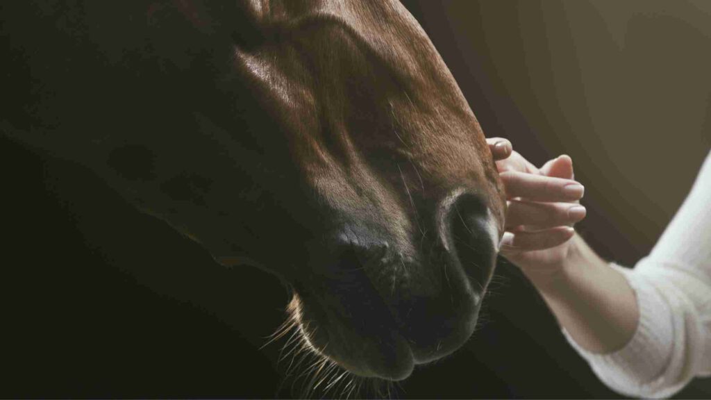 Fellwechsel bei Pferden und die Vorteile von Hanf-Futtermitteln