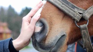 Koliken beim Pferd Ursachen, Diagnose und Prävention - Gastbeitrag