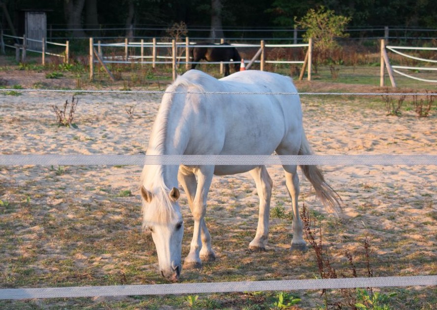 Sandkollik