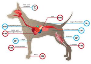 Das Endocannabinoidsystem in Hunden