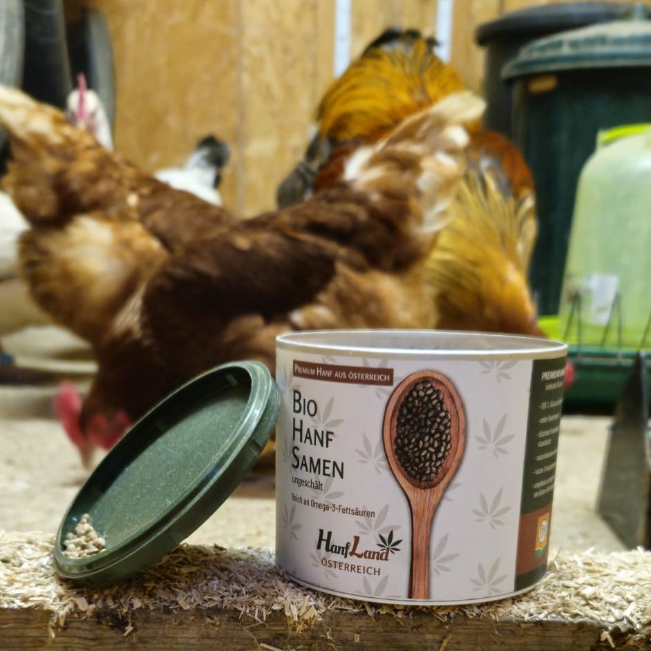 Hanfsamen als Futter für Legehennen: Nachhaltig, kostengünstig & gesund