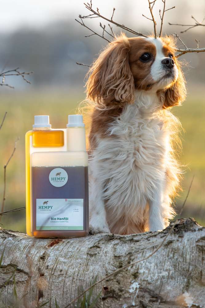 Hempy Bio Hanföl und Hund