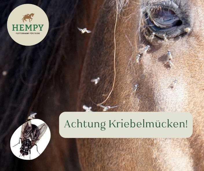 Kriebelmücken