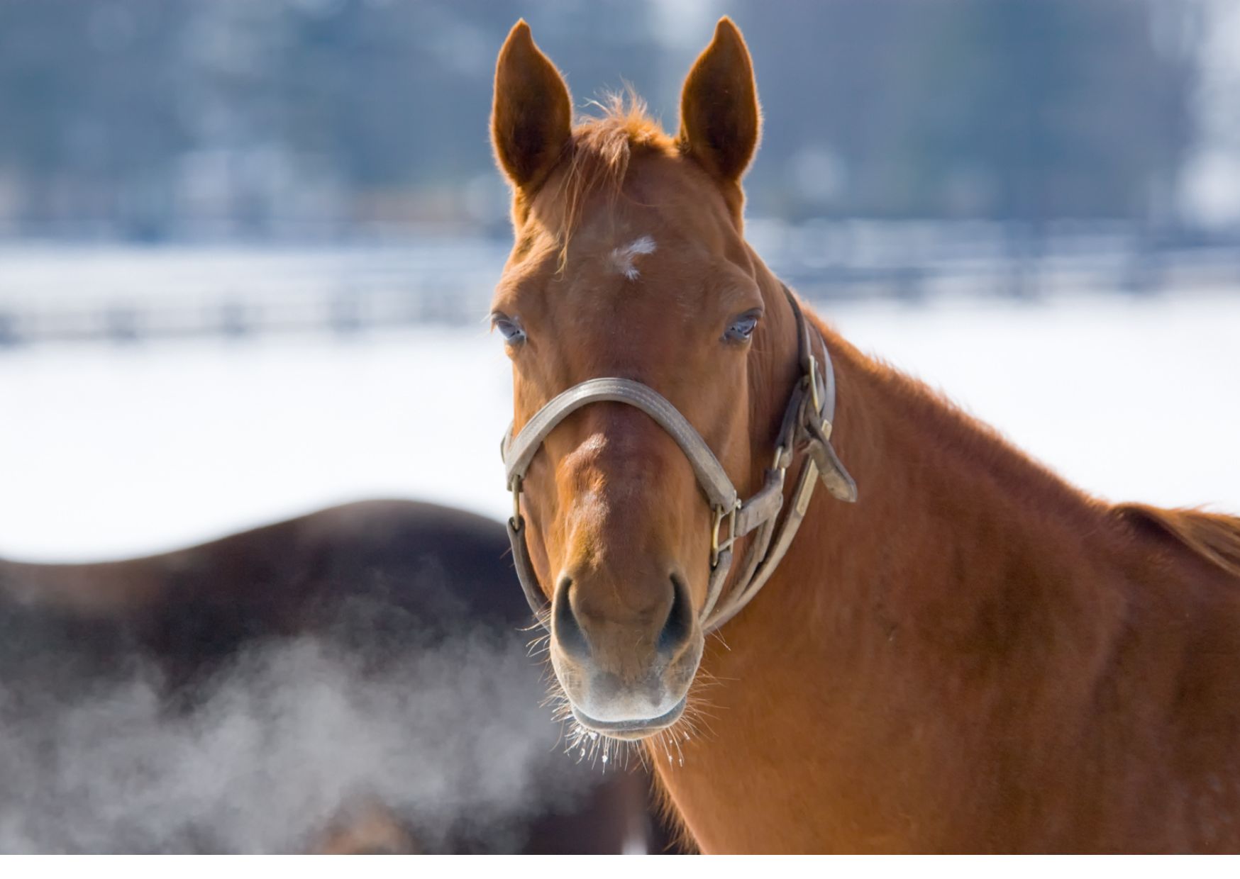 Monty hat kein Bauchweh mehr